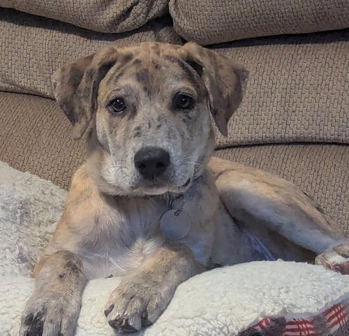 STORMI - Australian Cattle Dog/Blue Heeler / Shepherd available for adoption