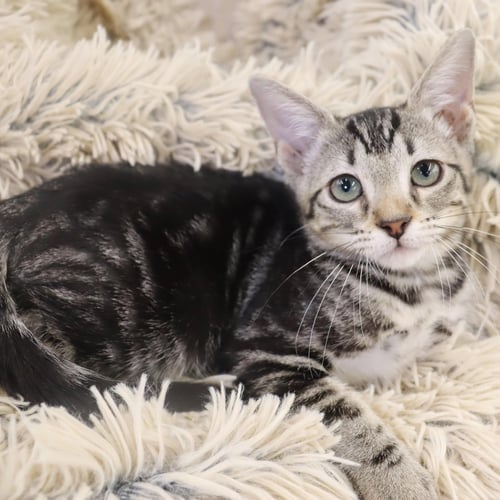 LUX - Domestic Short Hair available for adoption