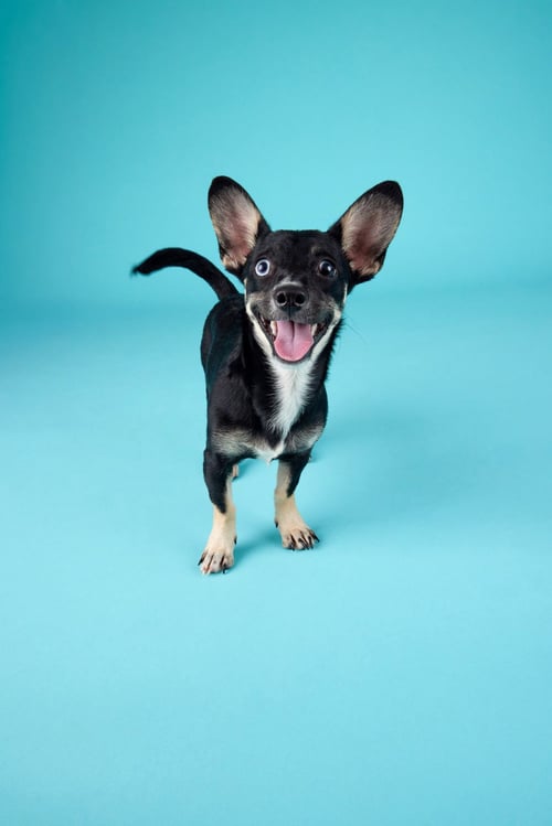 MATILDA - Chihuahua / Dachshund available for adoption