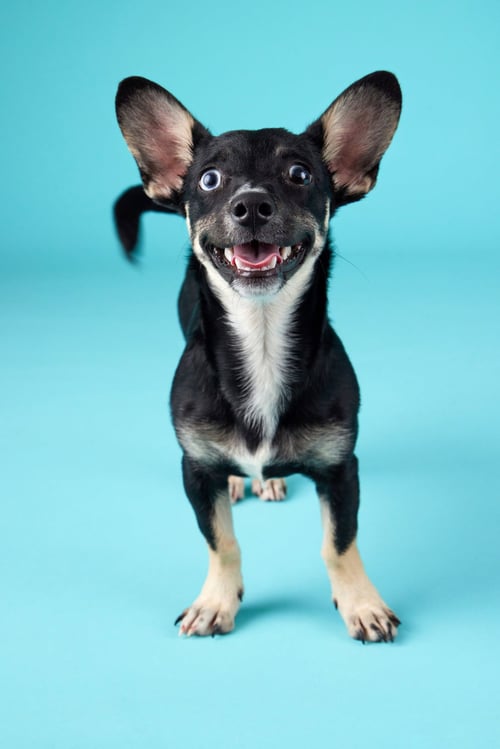 MATILDA - Chihuahua / Dachshund available for adoption