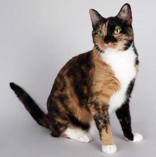 EEVEE - Domestic Short Hair available for adoption