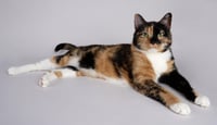 Eevee - Photo 2