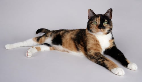 EEVEE - Domestic Short Hair available for adoption