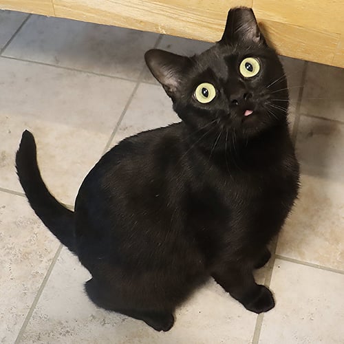 FLOYD - Bombay available for adoption