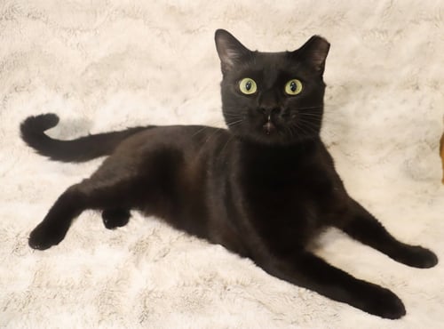 FLOYD - Bombay available for adoption
