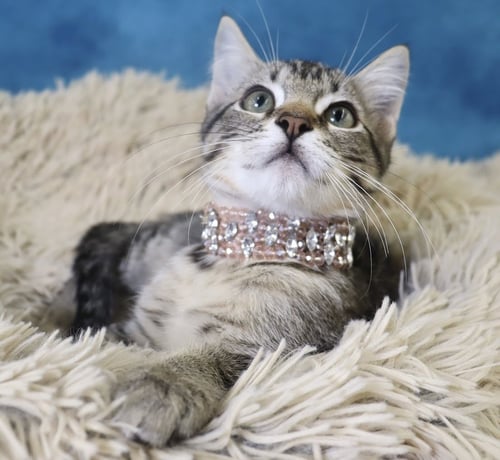 NESSIE - Domestic Short Hair available for adoption