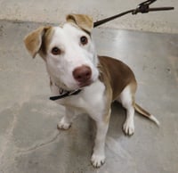 Tucker - Photo 1