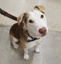 Tucker - Photo 3
