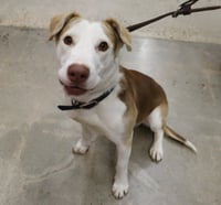 Tucker - Photo 4
