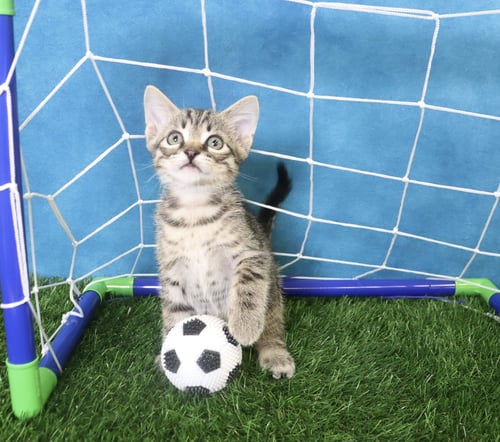TOM FOOLERY - Domestic Short Hair available for adoption