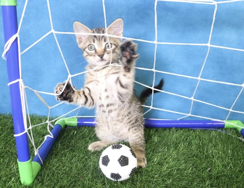 TOM FOOLERY - Domestic Short Hair available for adoption