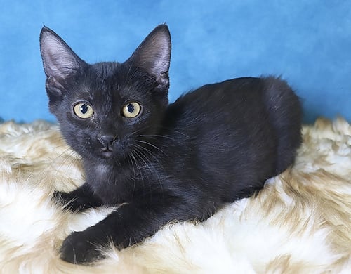 LAYLA - Domestic Short Hair available for adoption