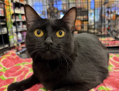 LAYLA - Bombay / Domestic Short Hair available for adoption