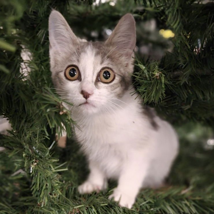 WINNIE - Domestic Short Hair available for adoption