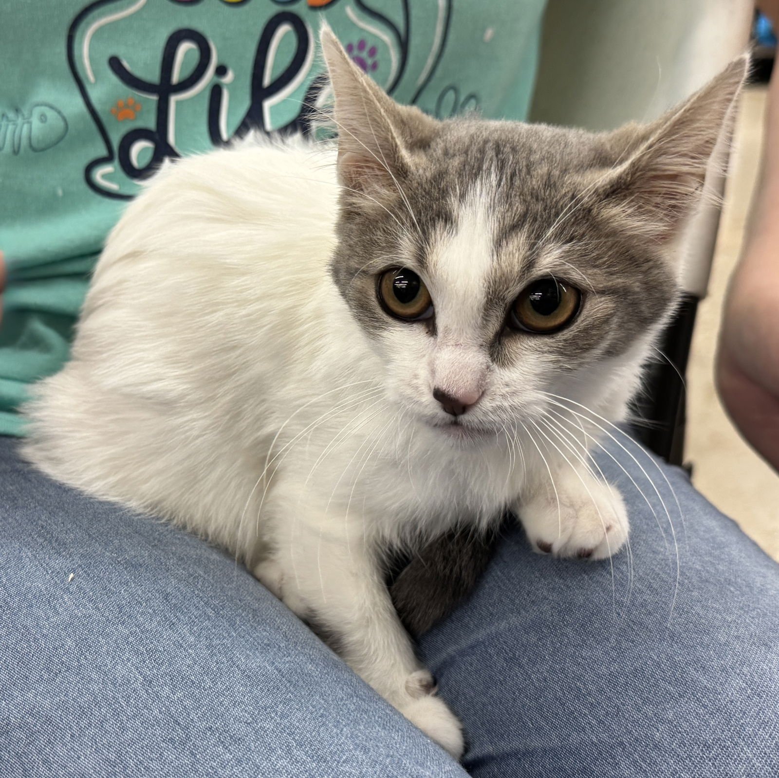 WINNIE - Domestic Short Hair available for adoption