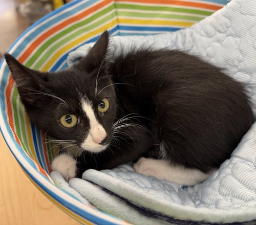 BRODY - Domestic Short Hair available for adoption