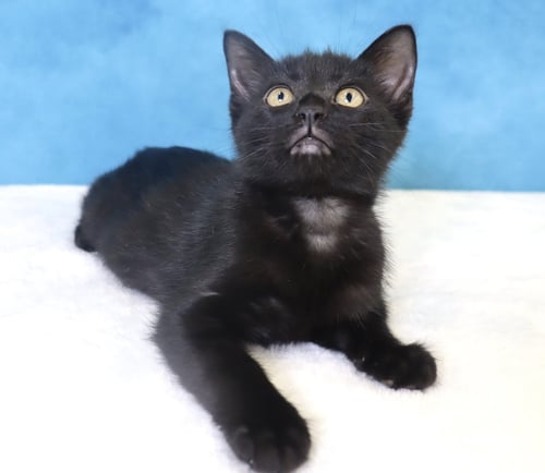HARPER - Domestic Short Hair available for adoption