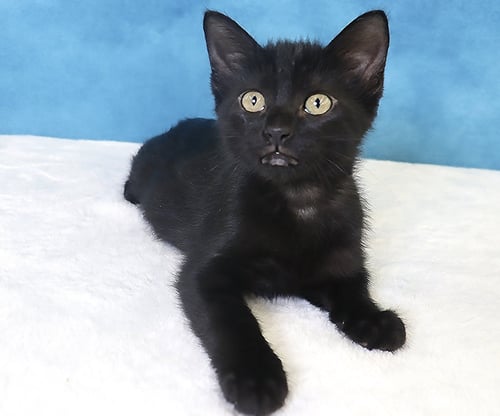 HARPER - Domestic Short Hair available for adoption