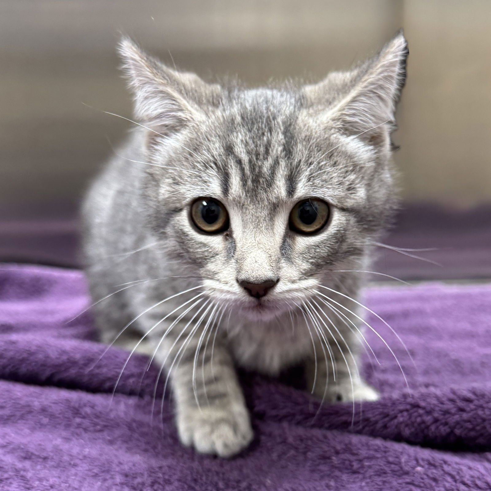 FINLEY - Domestic Short Hair available for adoption