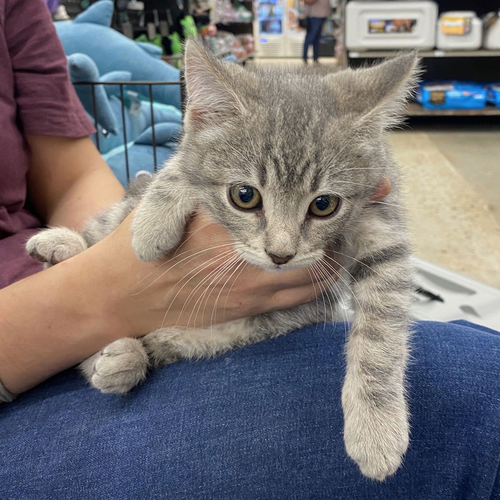 FINLEY - Domestic Short Hair available for adoption