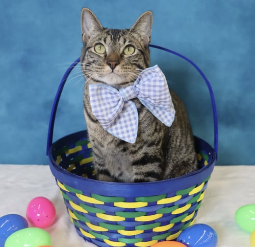 MUSUBI - Domestic Short Hair available for adoption
