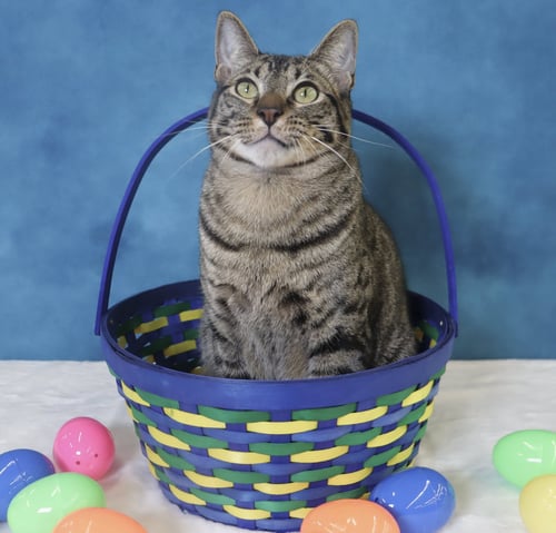 MUSUBI - Domestic Short Hair available for adoption