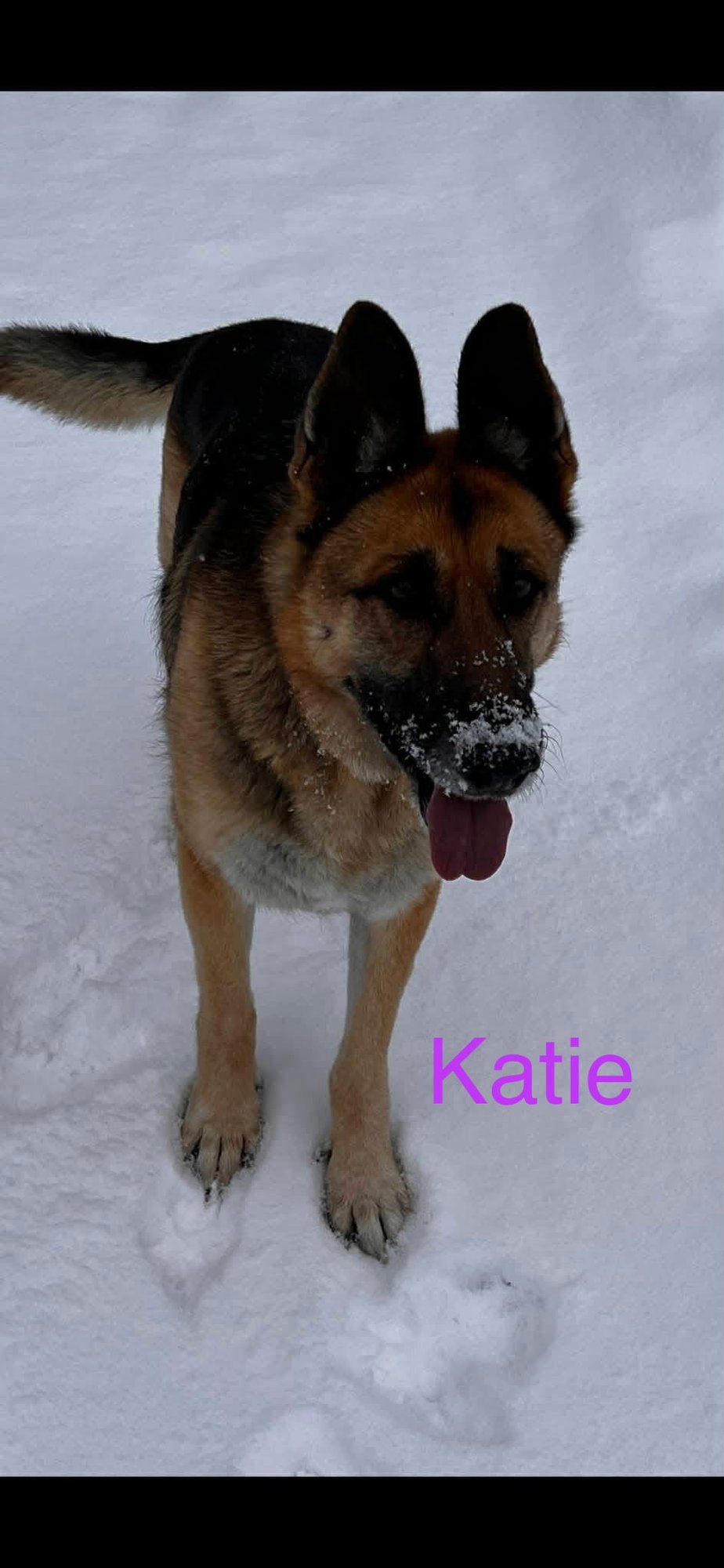 KATIE - German Shepherd Dog available for adoption