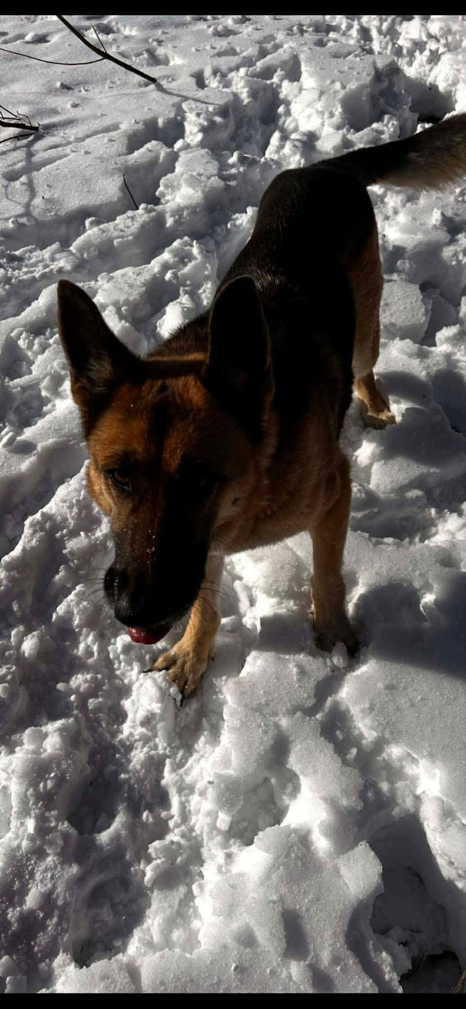 KATIE - German Shepherd Dog available for adoption