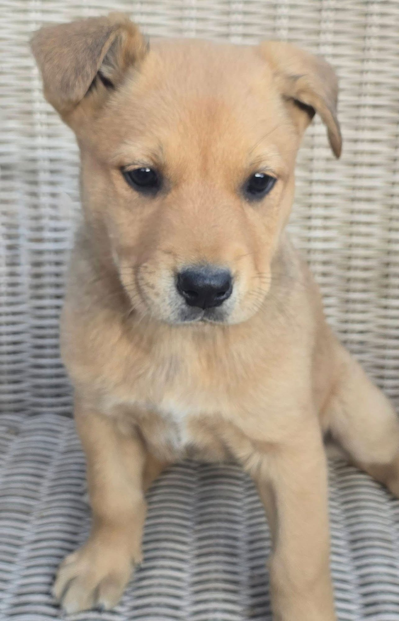 PINEAPPLE - German Shepherd Dog / Shepherd for adoption in Little Rock