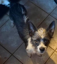 Chewy - Photo 2