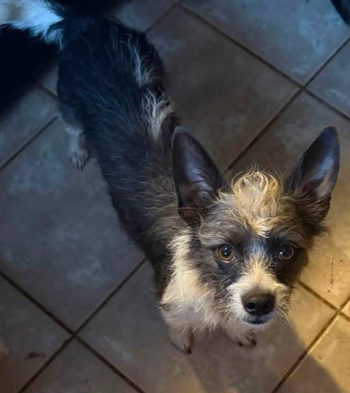 CHEWY - Yorkshire Terrier Yorkie available for adoption