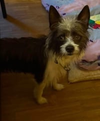 Chewy - Photo 4