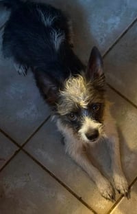 Chewy - Photo 3