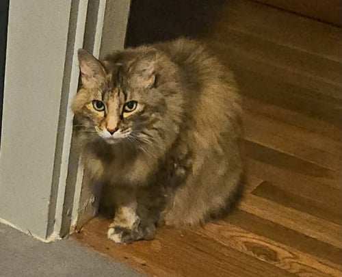 MOLLY - Maine Coon for adoption in Little Rock