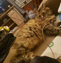 Molly - Photo 2