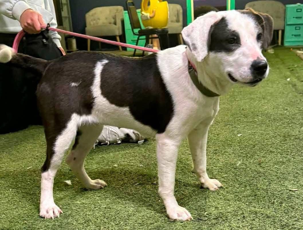 ANDI - Labrador Retriever / Hound available for adoption