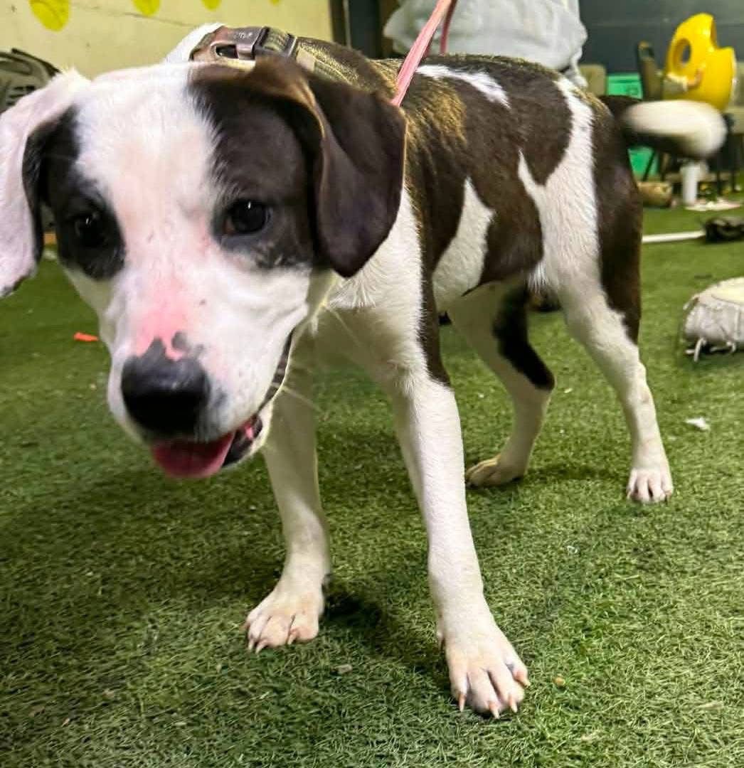 ANDI - Labrador Retriever / Hound available for adoption