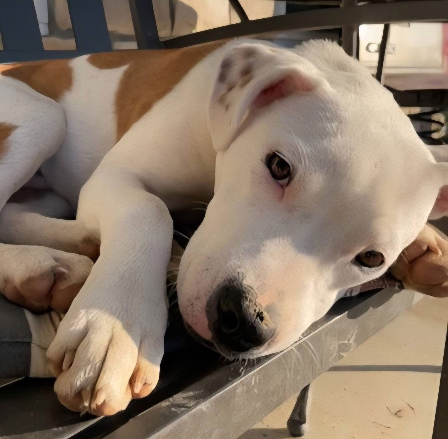 CHARLIE - American Bulldog available for adoption