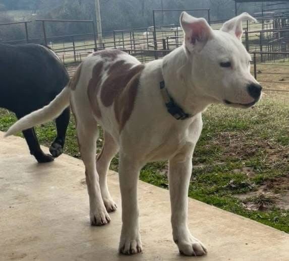 CHARLIE - American Bulldog available for adoption
