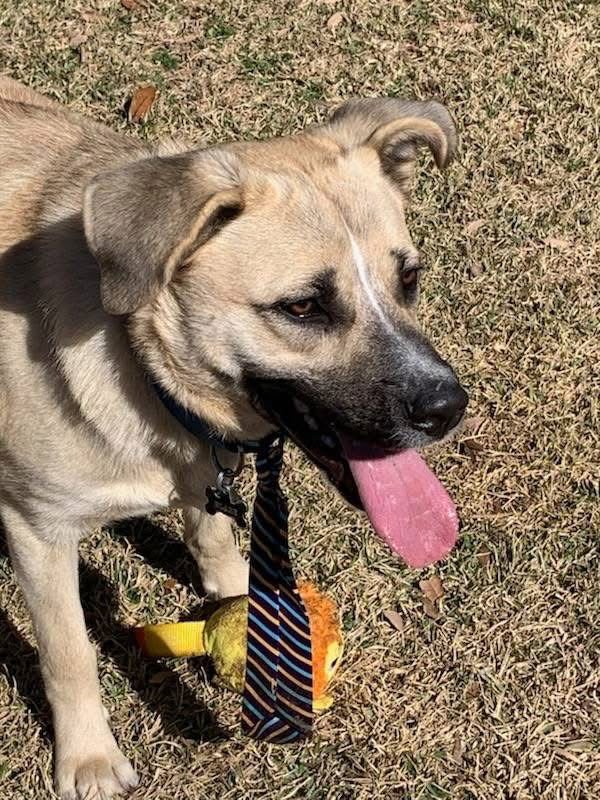 BLAZE - Black Mouth Cur / Labrador Retriever for adoption in Little Rock