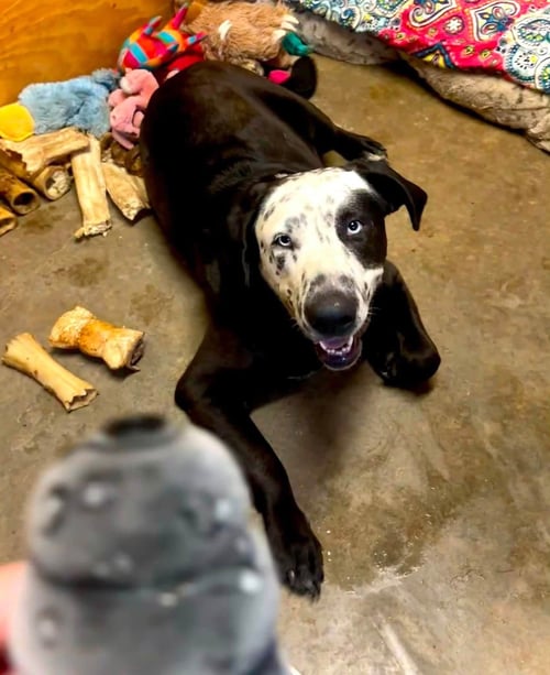 CELESTE - Mastiff / Catahoula Leopard Dog for adoption in Little Rock