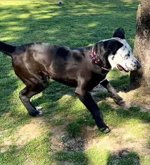 CELESTE - Mastiff / Catahoula Leopard Dog available for adoption