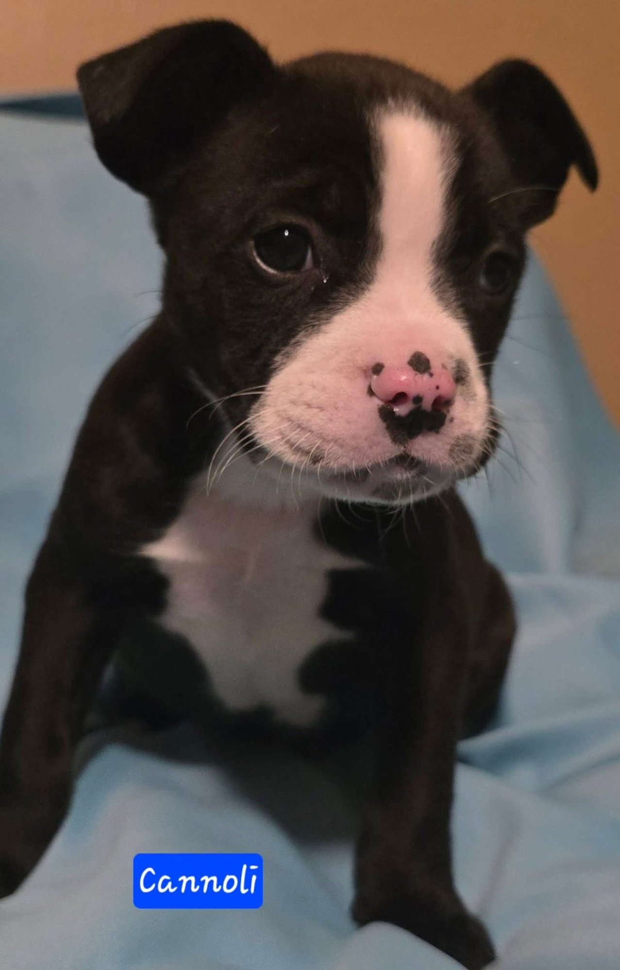 CANNOLI - Boston Terrier / Boxer for adoption in Little Rock