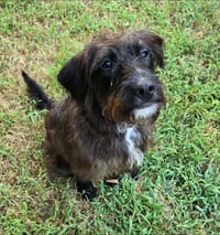 Greta - Photo 1