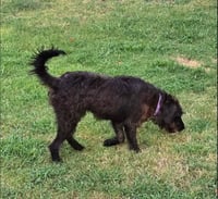 Greta - Photo 4
