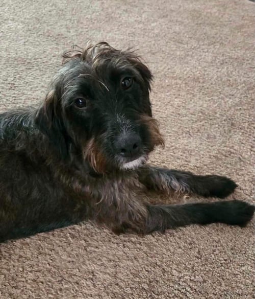 GRETA - Poodle (unknown type) / Terrier available for adoption