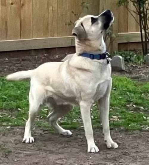 BLAZE - Black Mouth Cur / Labrador Retriever for adoption in Little Rock