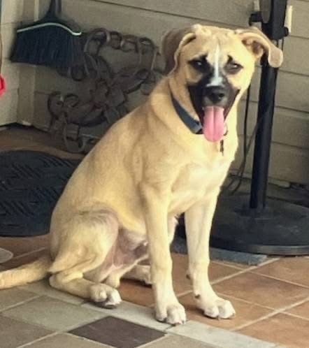 BLAZE - Black Mouth Cur / Labrador Retriever available for adoption
