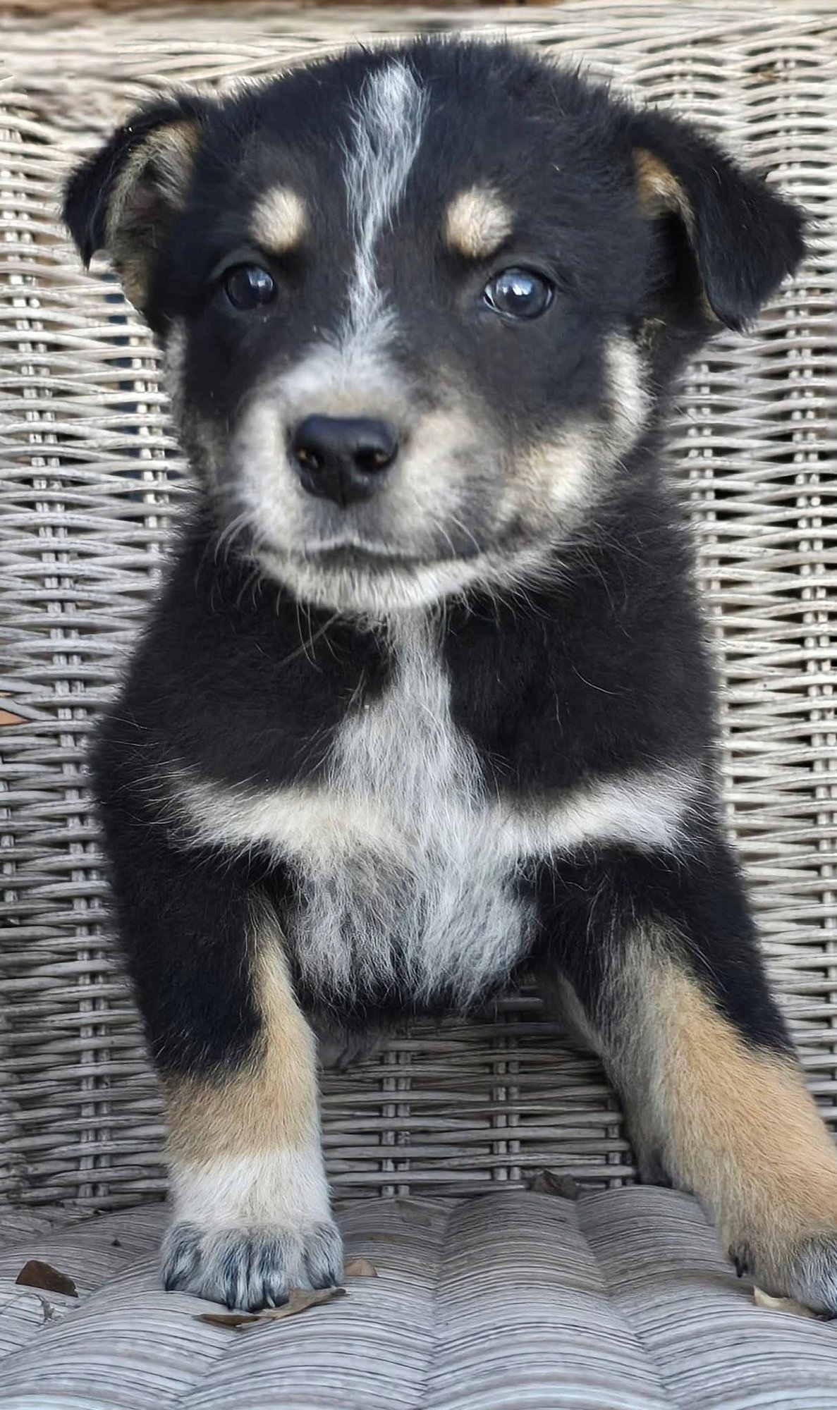 ANCHOVY *ADOPTION PENDING - German Shepherd Dog / Shepherd for adoption in Little Rock