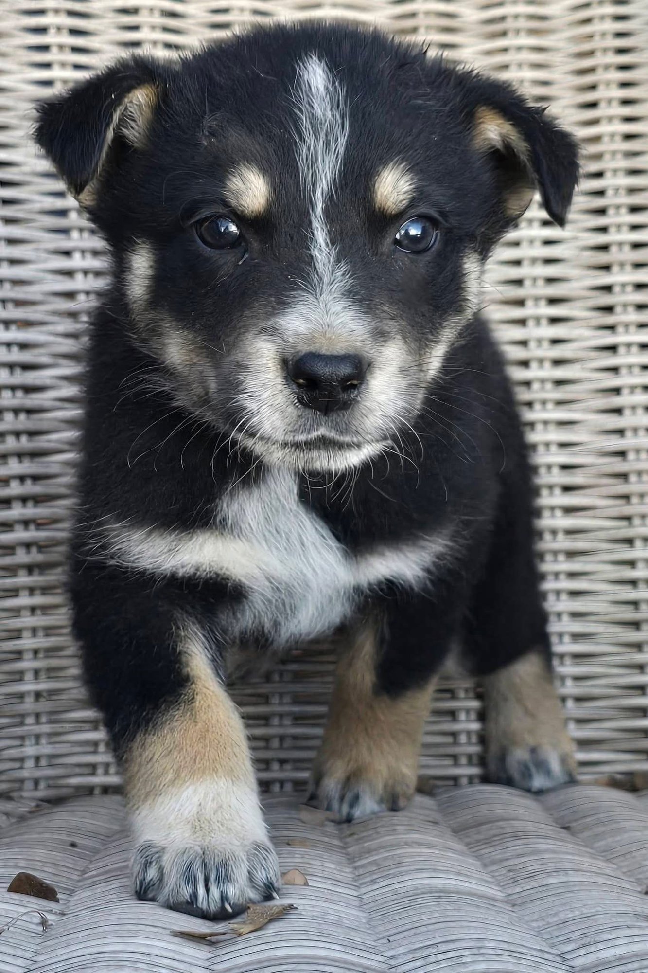 Anchovy *adoption pending - Photo 2